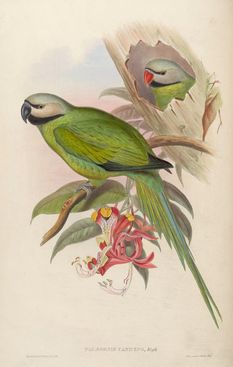 Palaeornis caniceps = Psittacula caniceps tekijältä John Gould