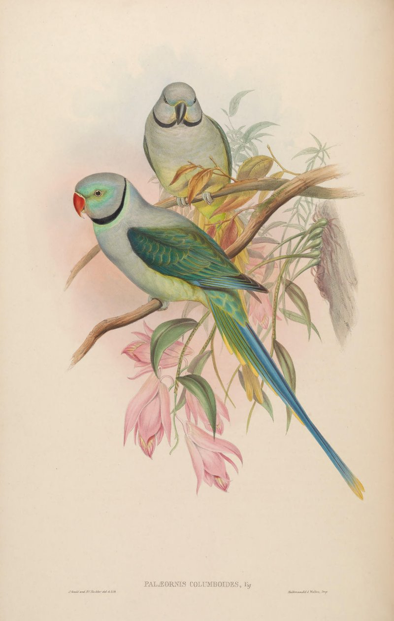 Palaeornis columboides = Psittacula columboides tekijältä John Gould