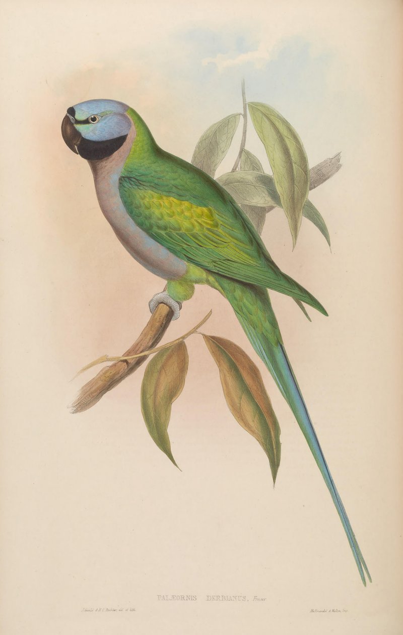 Palaeornis derbianus = Psittacula derbiana tekijältä John Gould