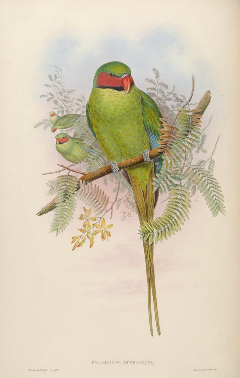 Palaeornis nicobaricus = Psittacula longicauda tytleri tekijältä John Gould