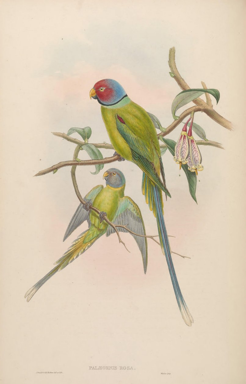 Palaeornis rosa = Psittacula roseata tekijältä John Gould