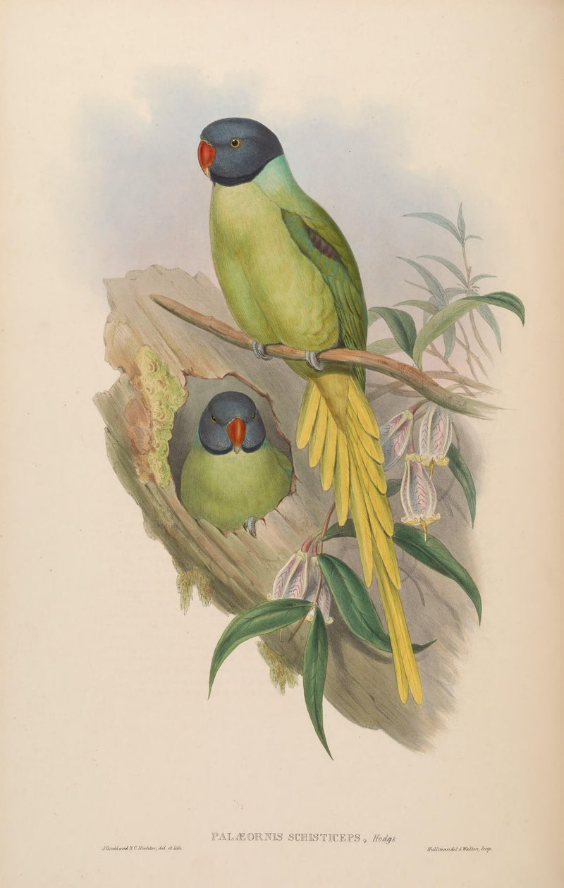 Palaeornis schisticeps = Psittacula finschii tekijältä John Gould