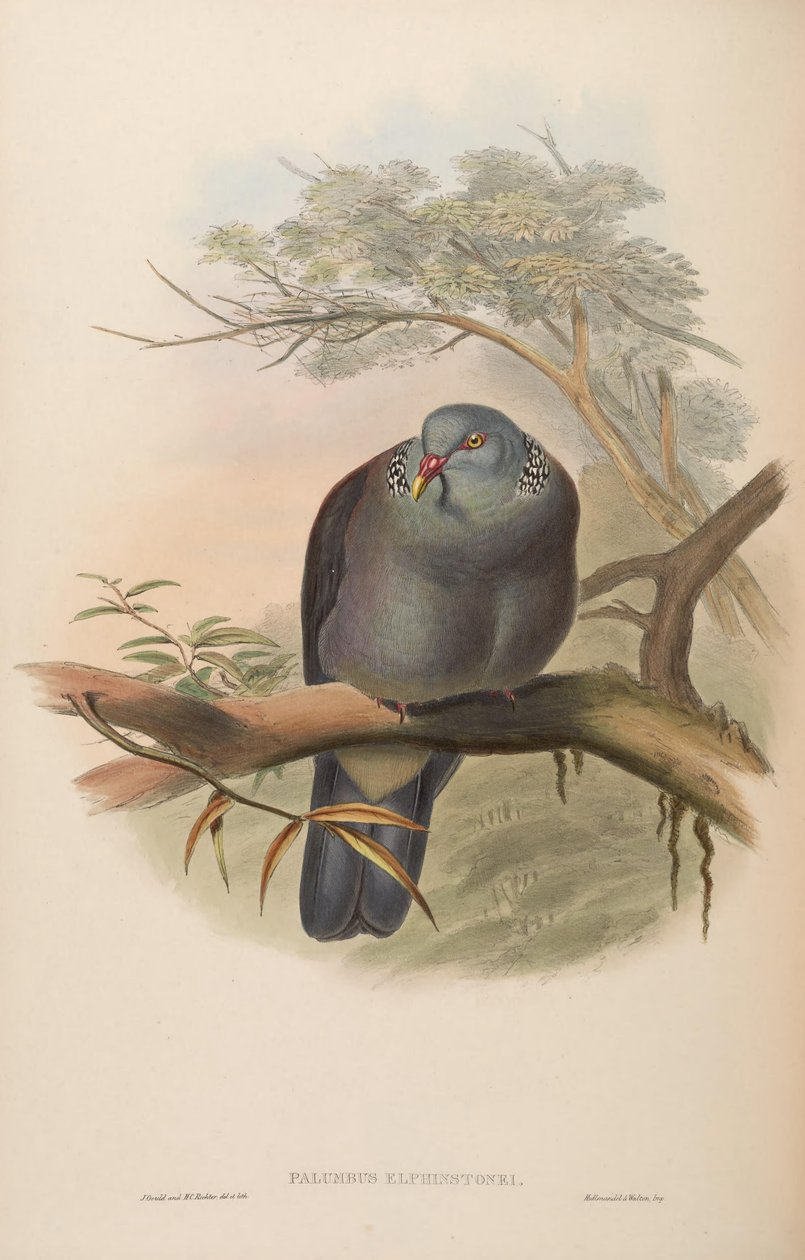 Palumbus elphinstonei = Columba elphinstonii tekijältä John Gould