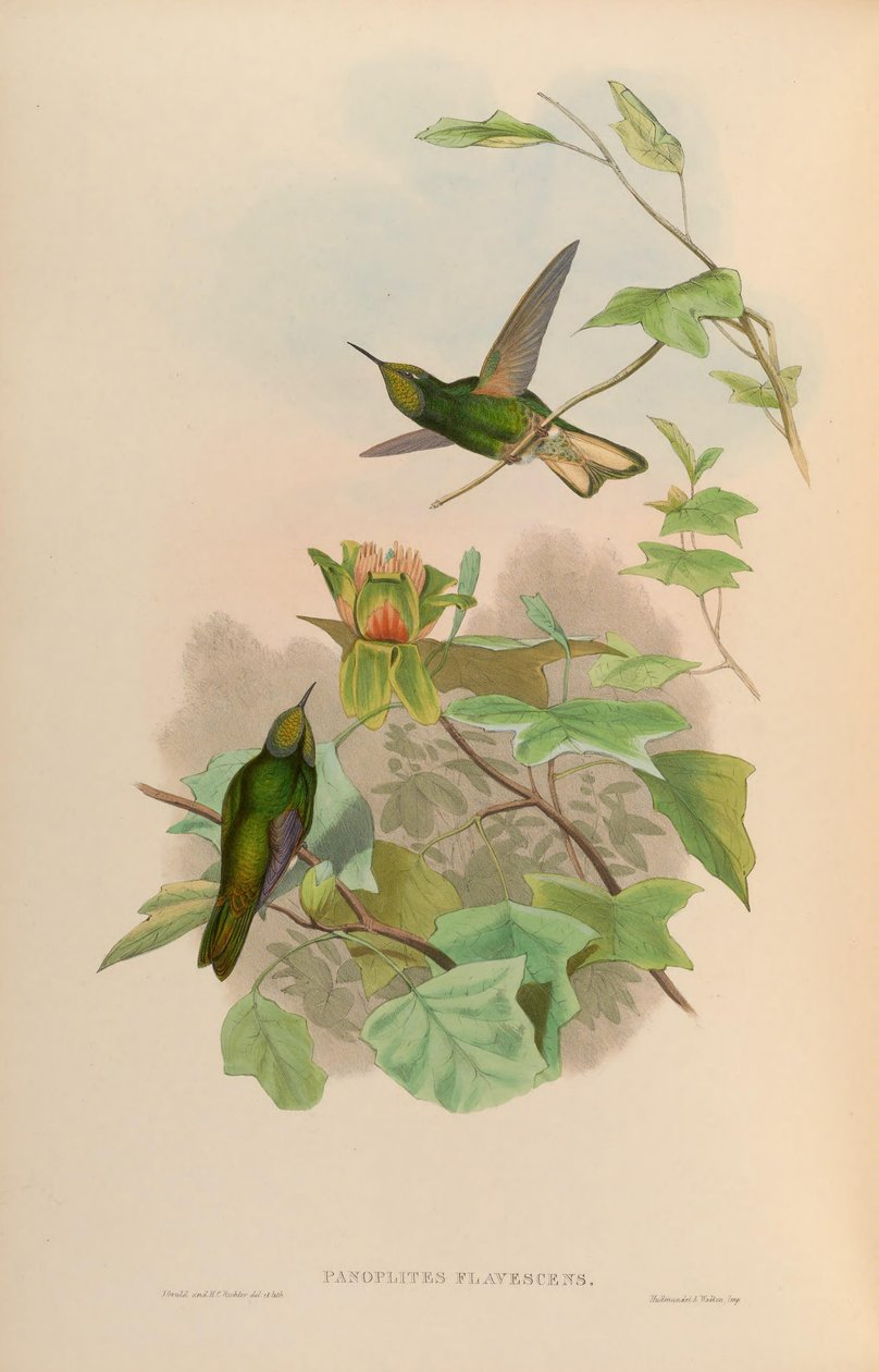 Panoplites flavescens = Boissonneaua flavescens tekijältä John Gould