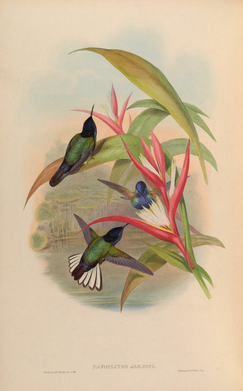 Panoplites jardini = Boissonneaua jardini tekijältä John Gould