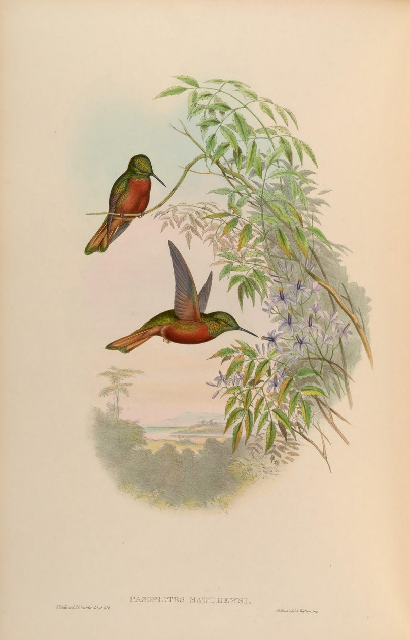 Panoplites matthewsii = Boissonneaua matthewsii tekijältä John Gould