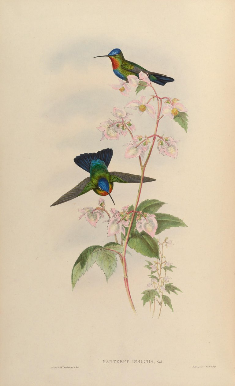 Panterpes insignis tekijältä John Gould