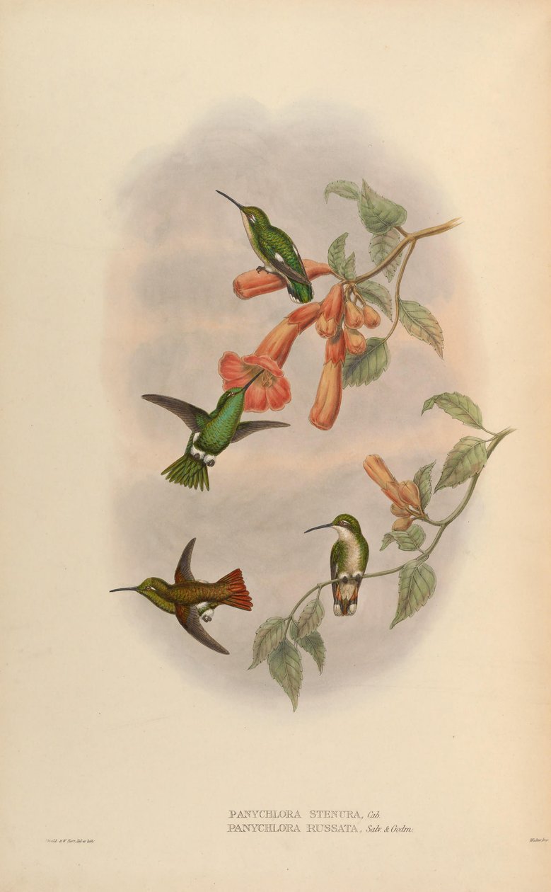 Panychlora russata = Chlorostilbon russatus Panychlora stenura = Chlorostilbon stenurus [2] tekijältä John Gould