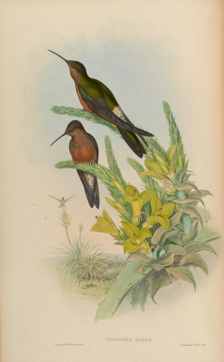 Patagona gigas tekijältä John Gould