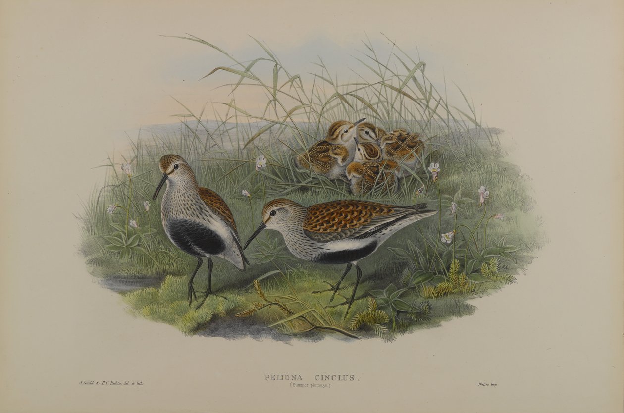 Pelinda Cinclus, Summer Plumage - Dunlin tekijältä John Gould