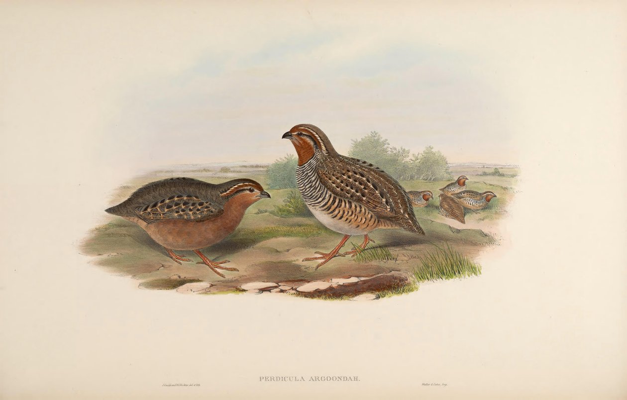 Perdicula argoondah tekijältä John Gould