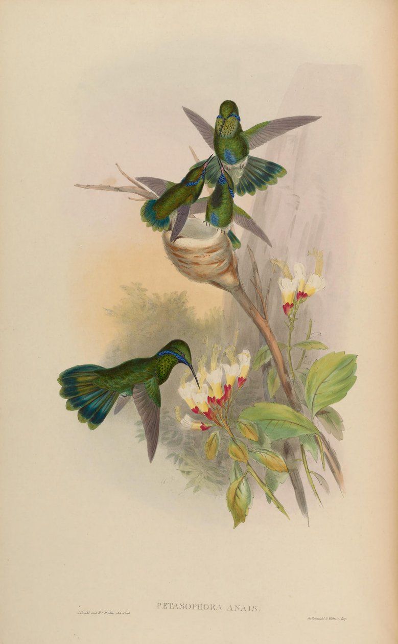 Petasophora anais = Colibri coruscans tekijältä John Gould