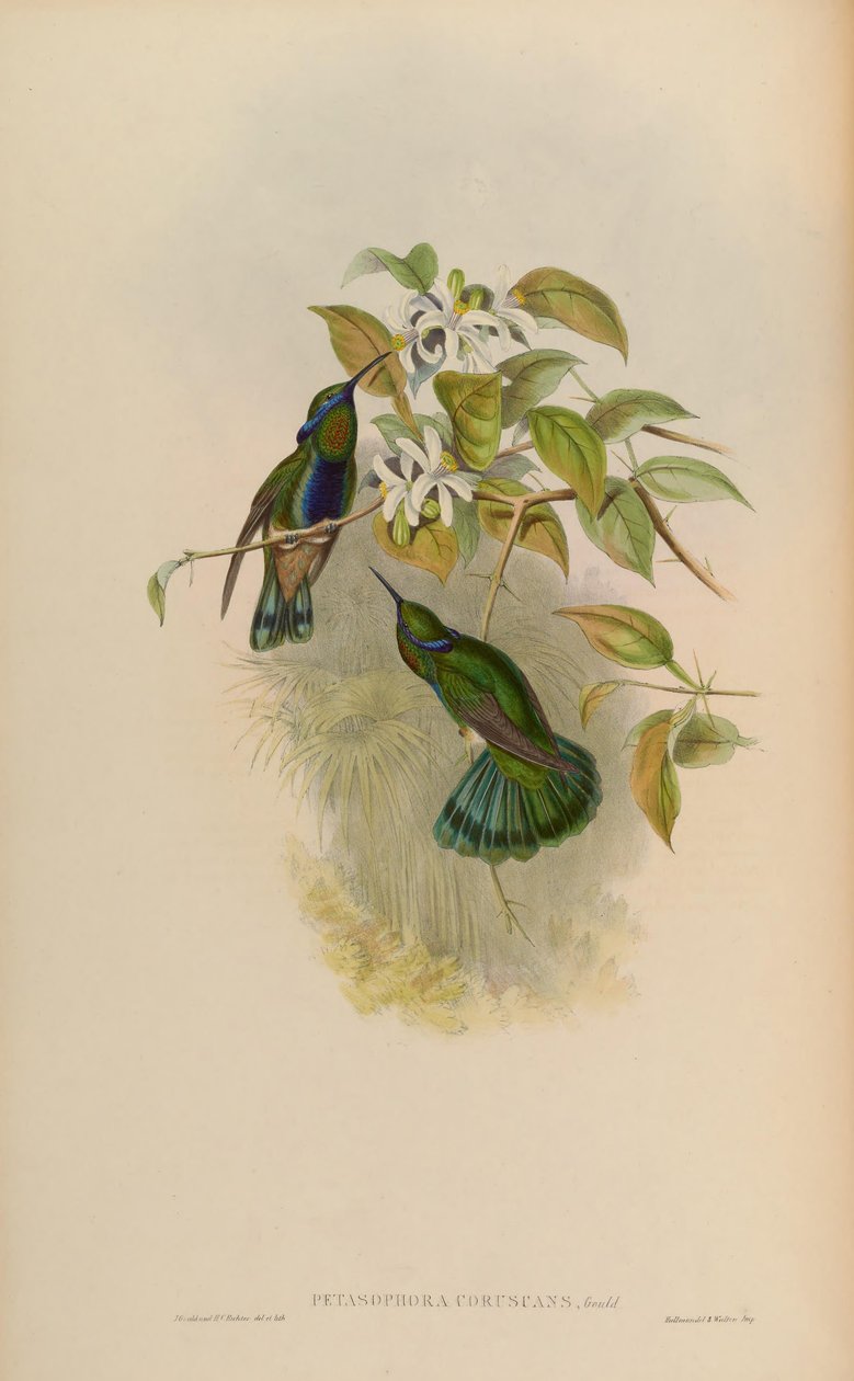 Petasophora coruscans = Colibri coruscans tekijältä John Gould