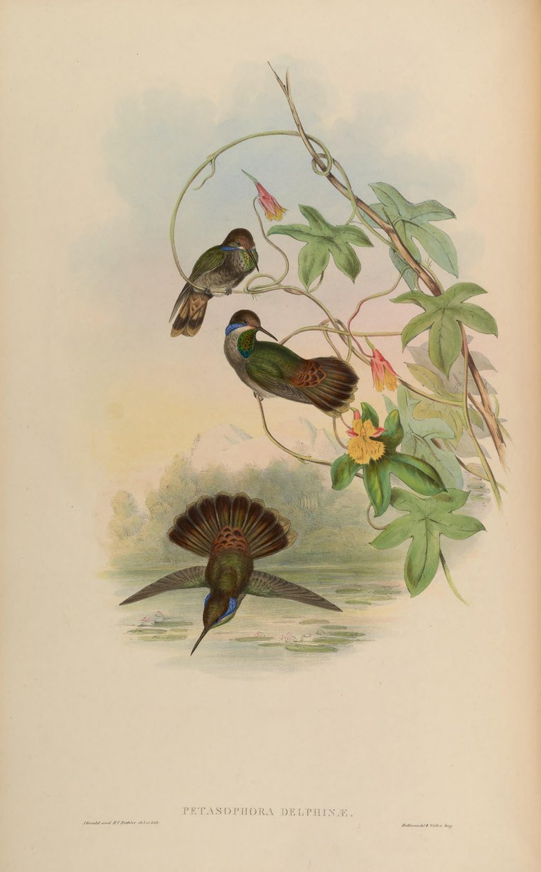 Petasophora delphinae = Colibri delphinae tekijältä John Gould