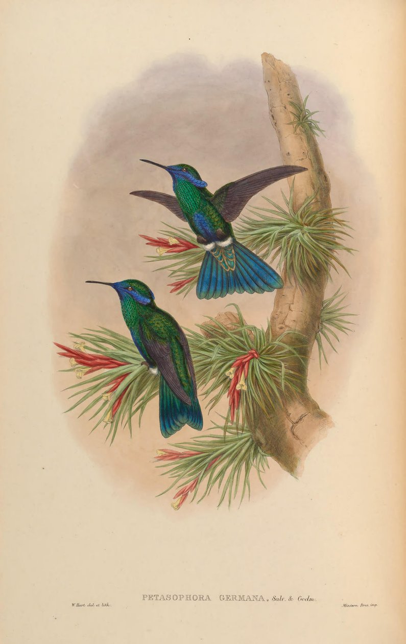 Petasophora germana = Colibri coruscans germanus tekijältä John Gould