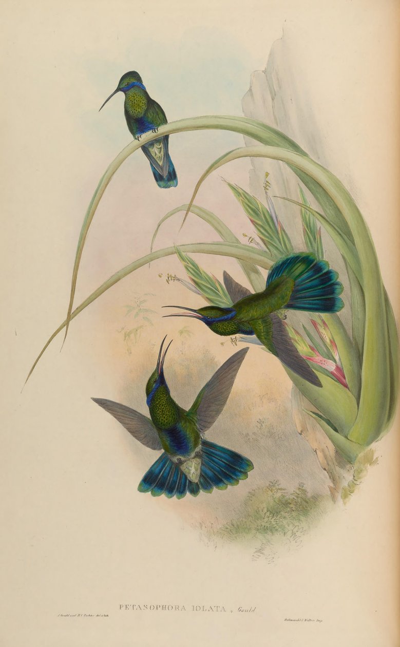 Petasophora iolata = Colibri coruscans iolatus tekijältä John Gould