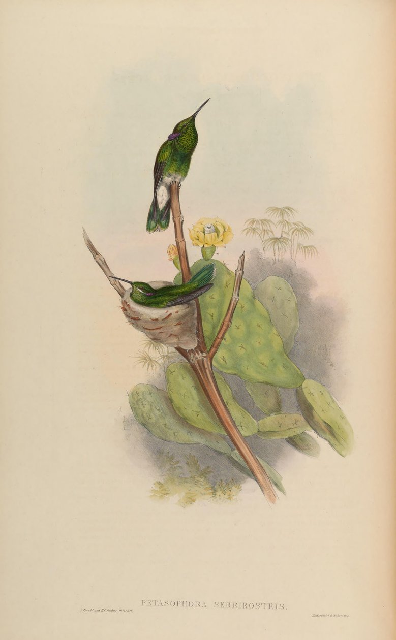 Petasophora serrirostris = Colibri serrirostris tekijältä John Gould
