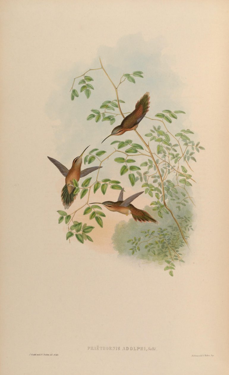 Phaethornis adolphi = Phaethornis striigularis saturatus tekijältä John Gould