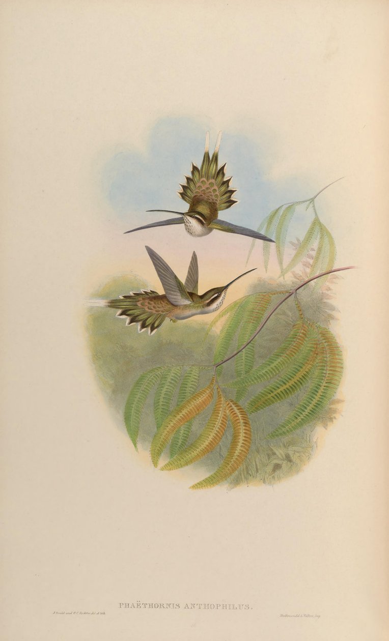 Phaethornis anthophilus tekijältä John Gould