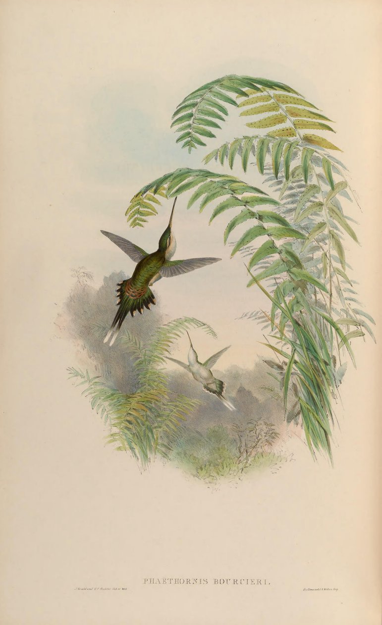 Phaethornis bourcieri tekijältä John Gould
