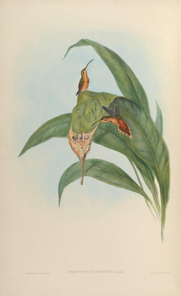 Phaethornis eremita = Phaethornis ruber ruber tekijältä John Gould