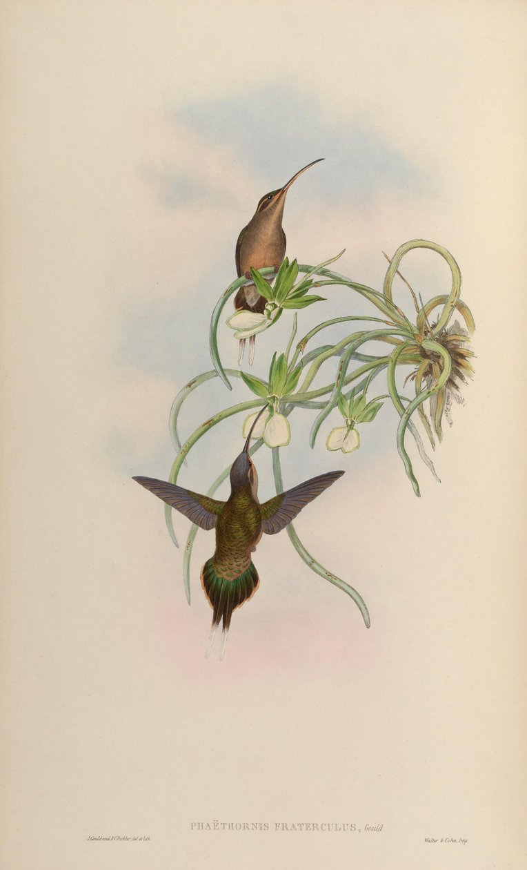 Phaethornis fraterculus = Phaethornis superciliosus superciliosus tekijältä John Gould