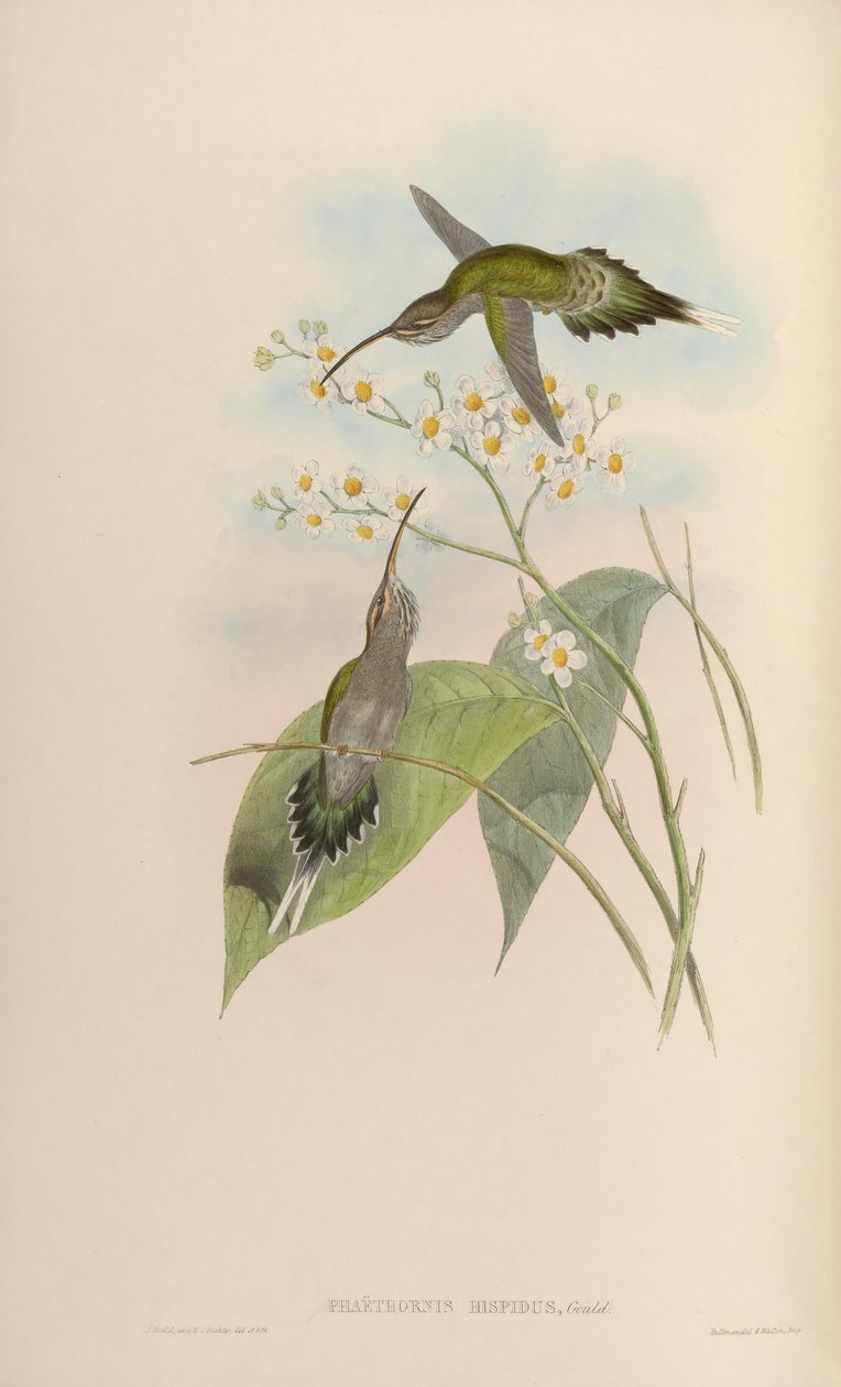 Phaethornis hispidus tekijältä John Gould