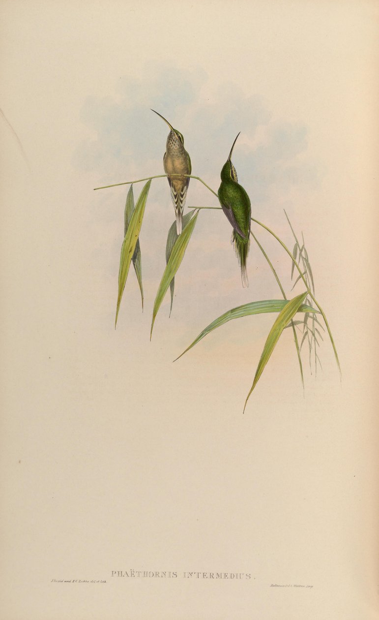 Phaethornis intermedius = Phaethornis squalidus tekijältä John Gould