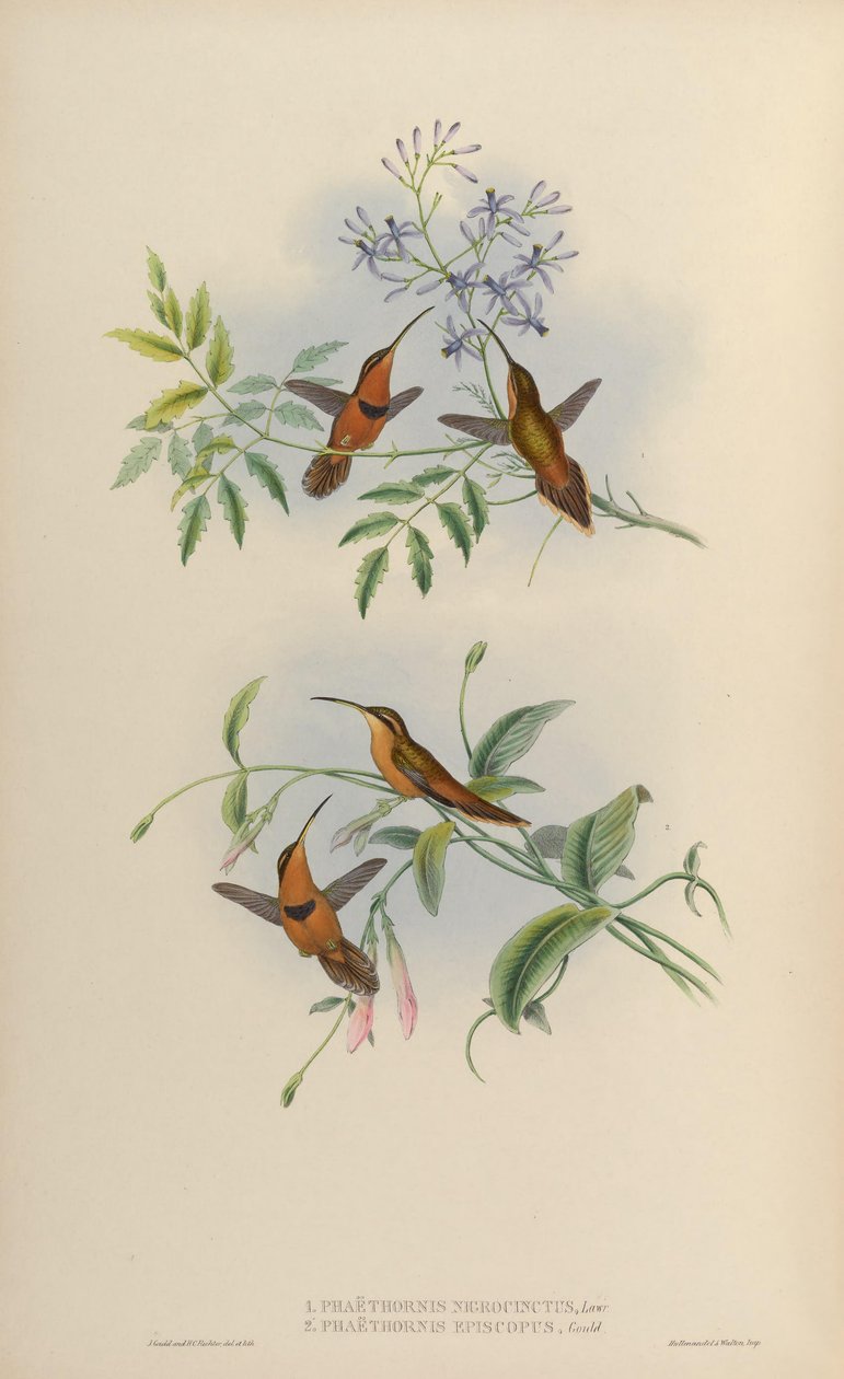 Phaethornis nigricinctus = Phaethornis ruber nigricinctus tekijältä John Gould