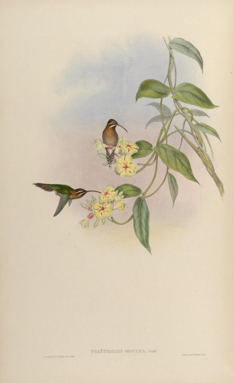 Phaethornis obscura = Phaethornis idaliae tekijältä John Gould