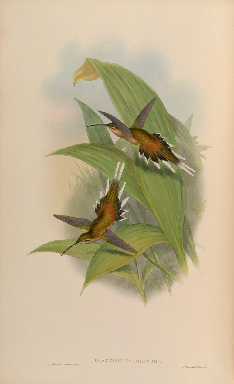 Phaethornis pretrei tekijältä John Gould