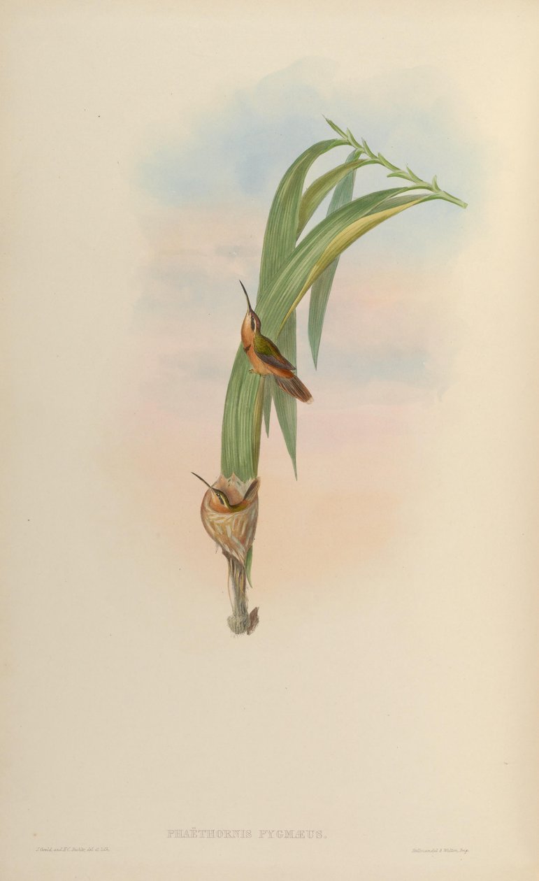 Phaethornis pygmaeus = Phaethornis ruber ruber tekijältä John Gould