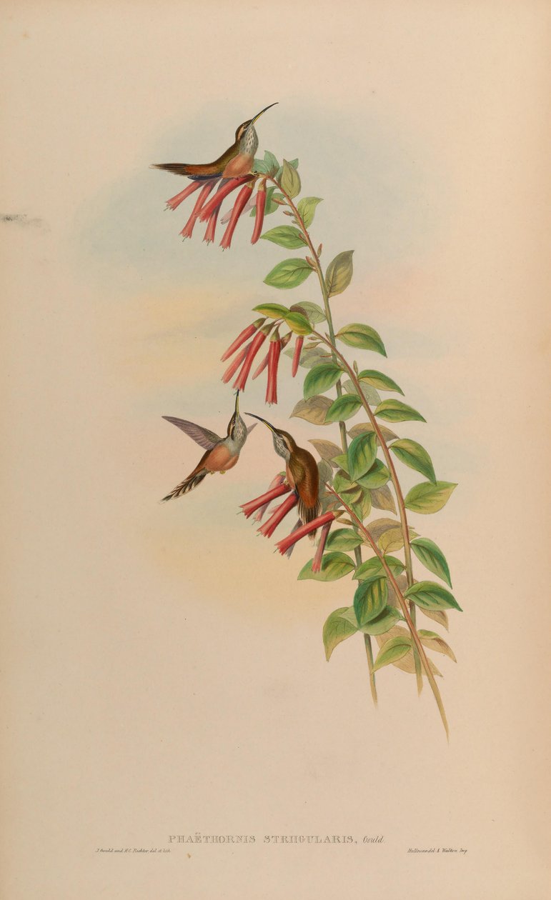 Phaethornis striigularis tekijältä John Gould