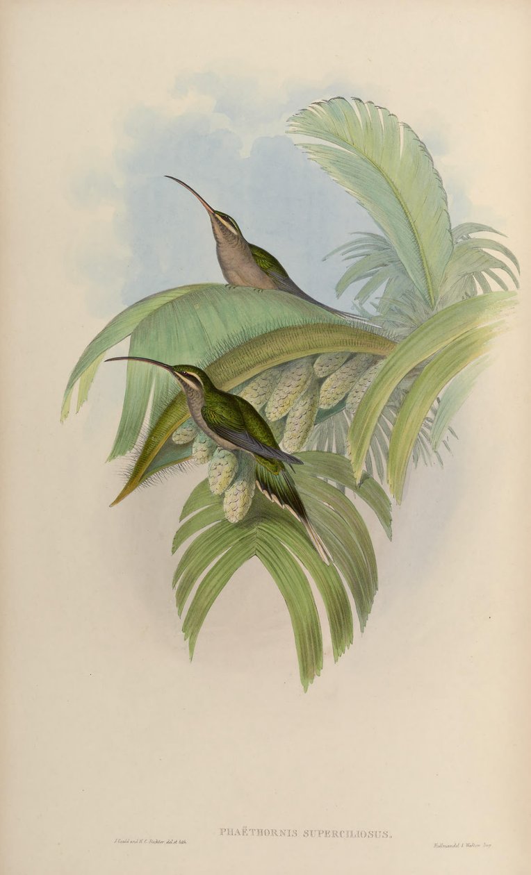 Phaethornis superciliosus tekijältä John Gould
