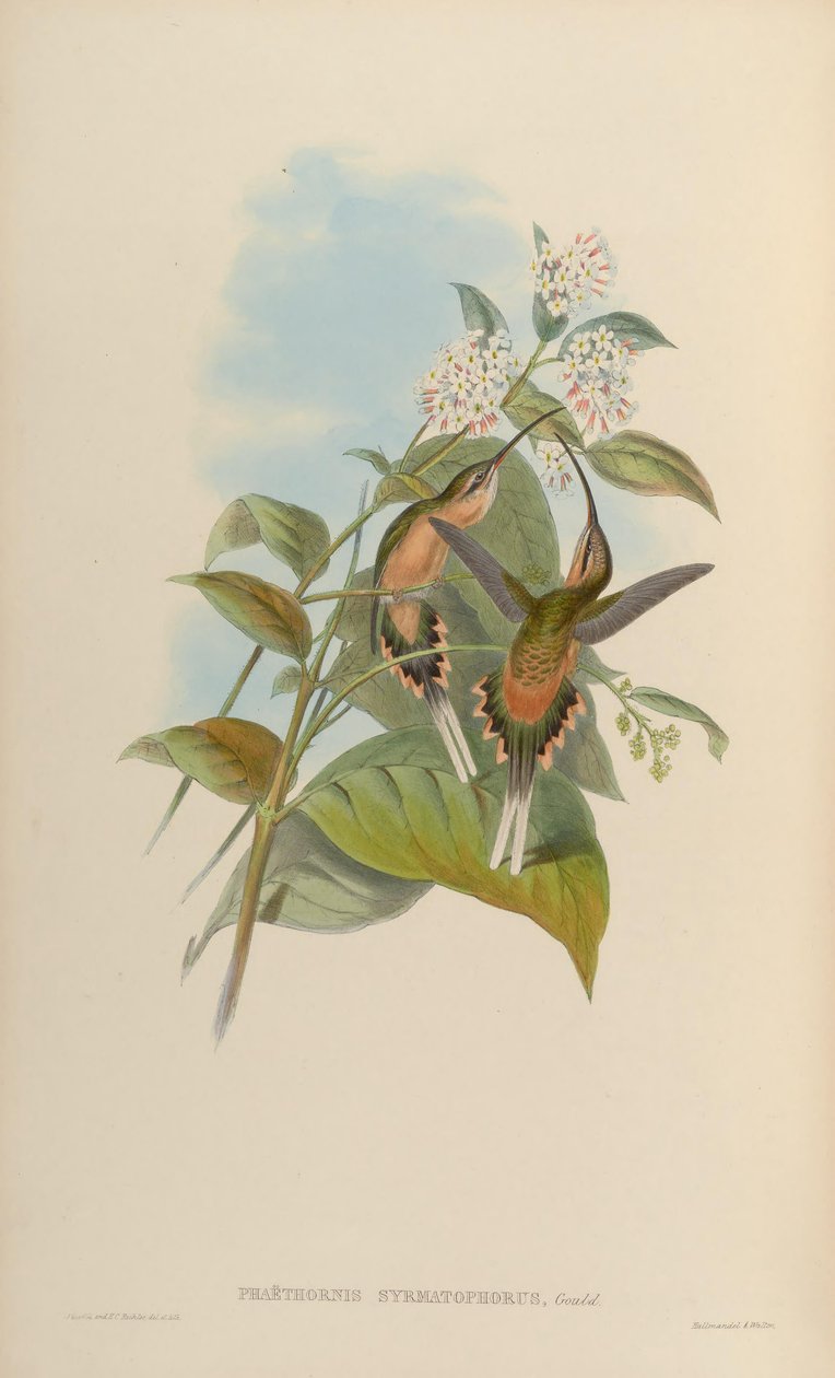 Phaethornis syrmatophorus tekijältä John Gould