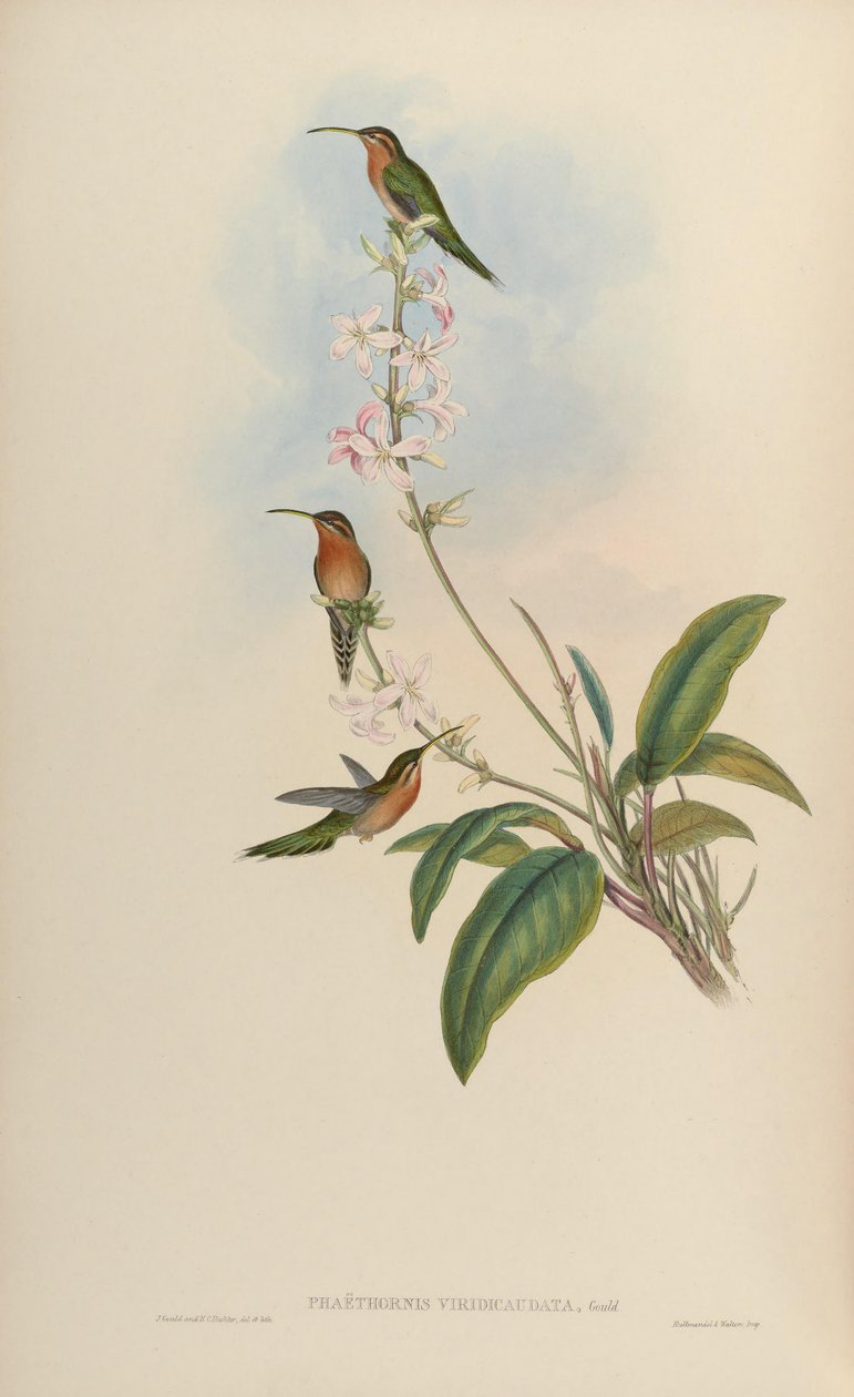 Phaethornis viridicaudata = Phaethornis idaliae tekijältä John Gould