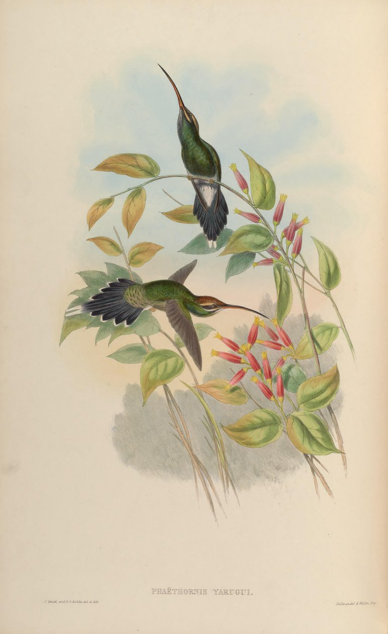 Phaethornis yaruqui tekijältä John Gould