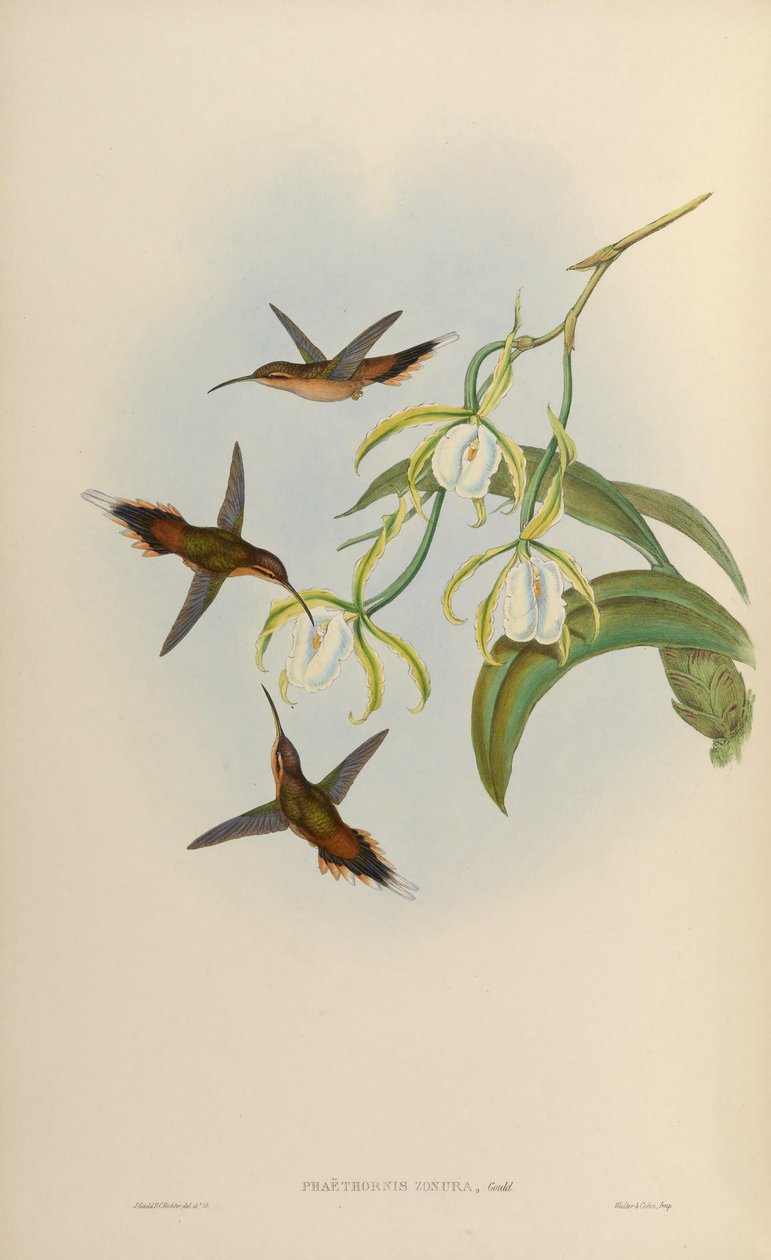 Phaethornis zonura = Phaethornis griseogularis zonura tekijältä John Gould