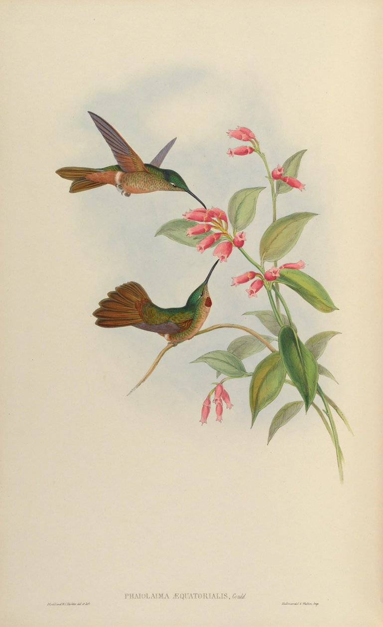 Phaiolaema aequatorialis = Heliodoxa rubinoides aequatorialis tekijältä John Gould