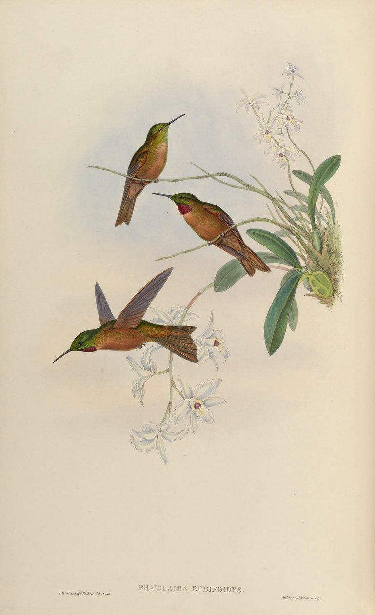 Phaiolaema rubinoides = Heliodoxa rubinoides tekijältä John Gould