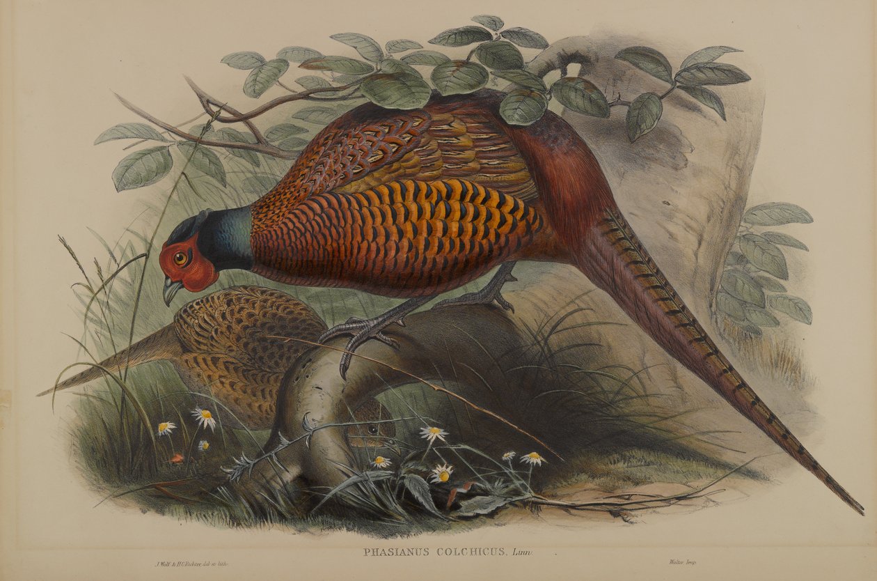 Phasianus Colchicus: tavallinen fasaani tekijältä John Gould