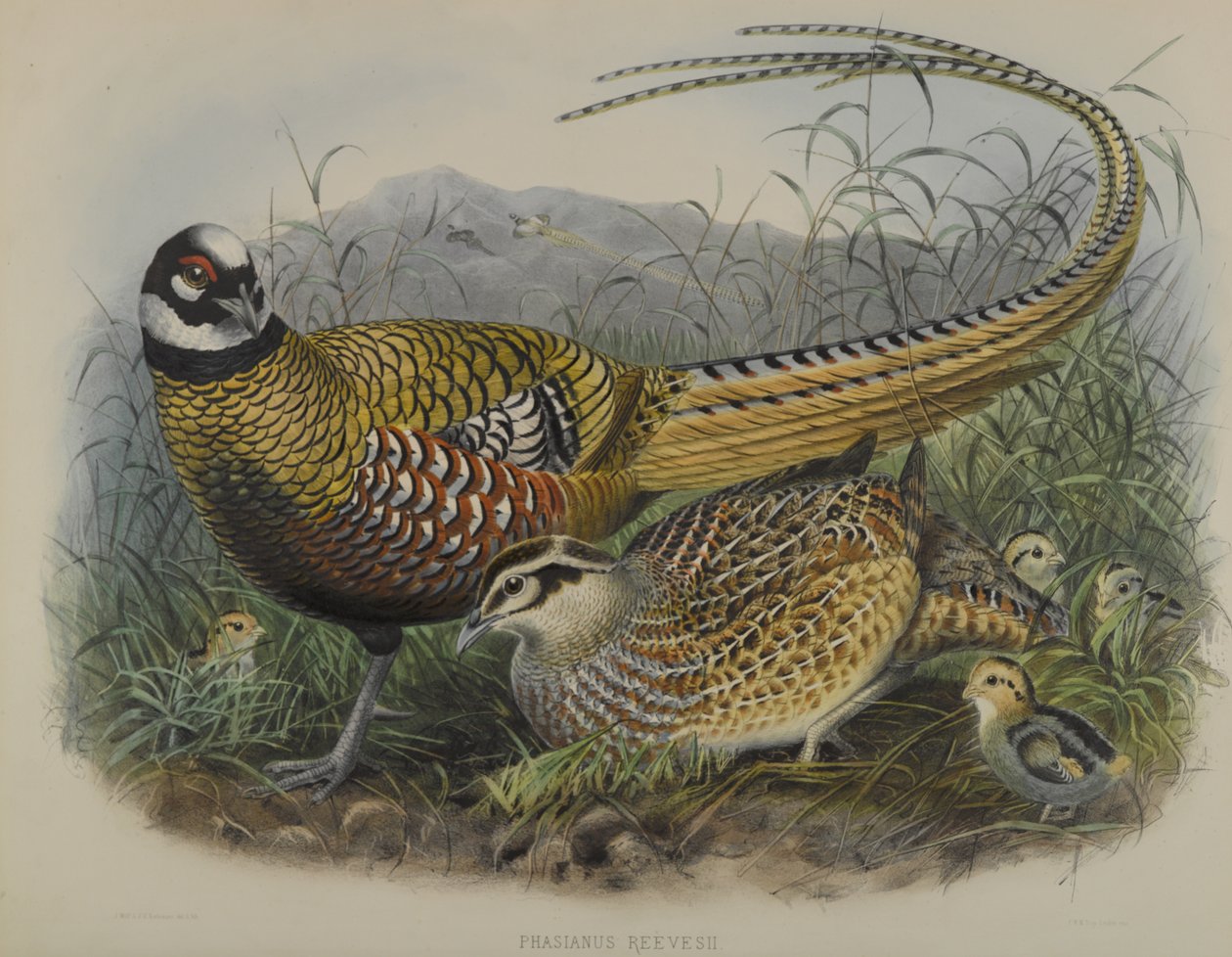 Phasianus Reevesii: Reeves-fasaani tekijältä Joseph Smit