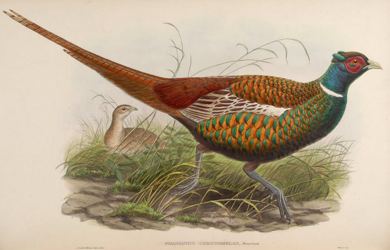 Phasianus chrysomelas = Phasianus colchicus chrysomelas tekijältä John Gould