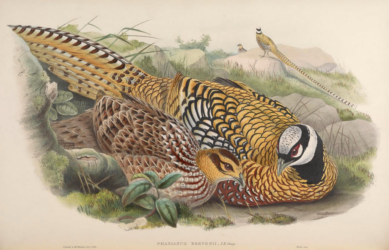 Phasianus reevesii tekijältä John Gould