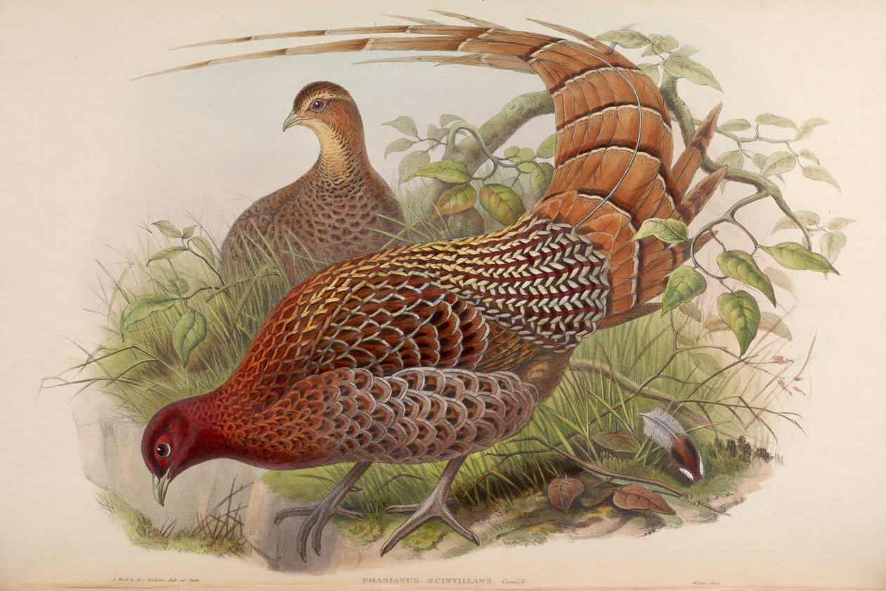 Phasianus scintillans = Syrmaticus soemmerringii scintillans tekijältä John Gould