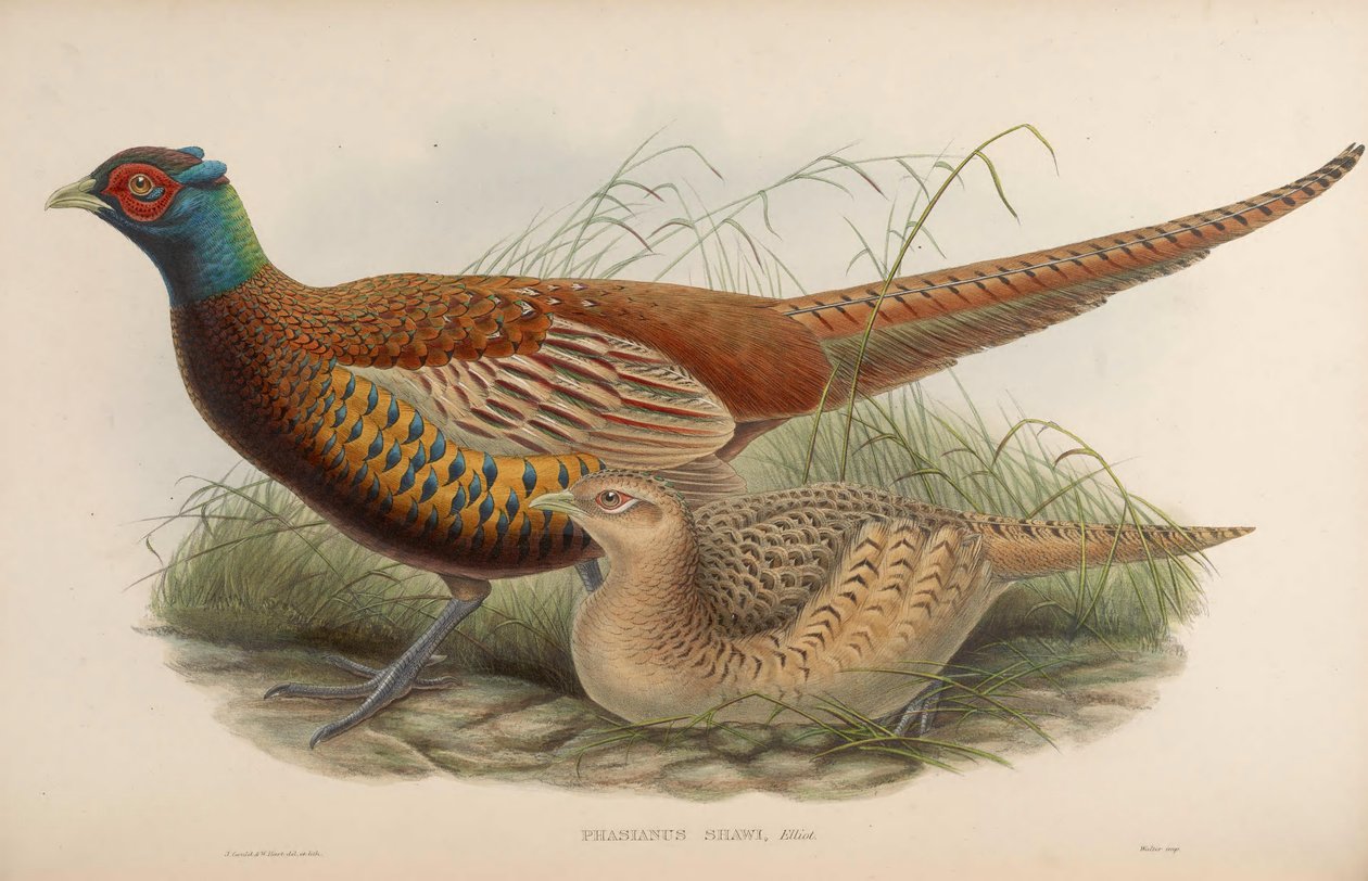 Phasianus shawii = Phasianus colchicus shawii. tekijältä John Gould