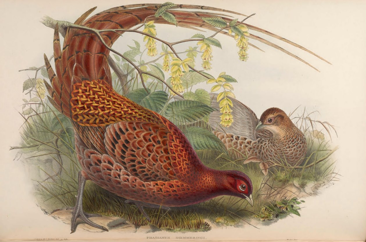 Phasianus soemmeringii = Syrmaticus soemmerringii tekijältä John Gould