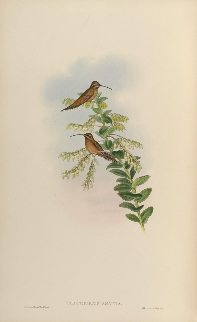 Phaëthornis amaura = Phaethornis striigularis striigularis tekijältä John Gould