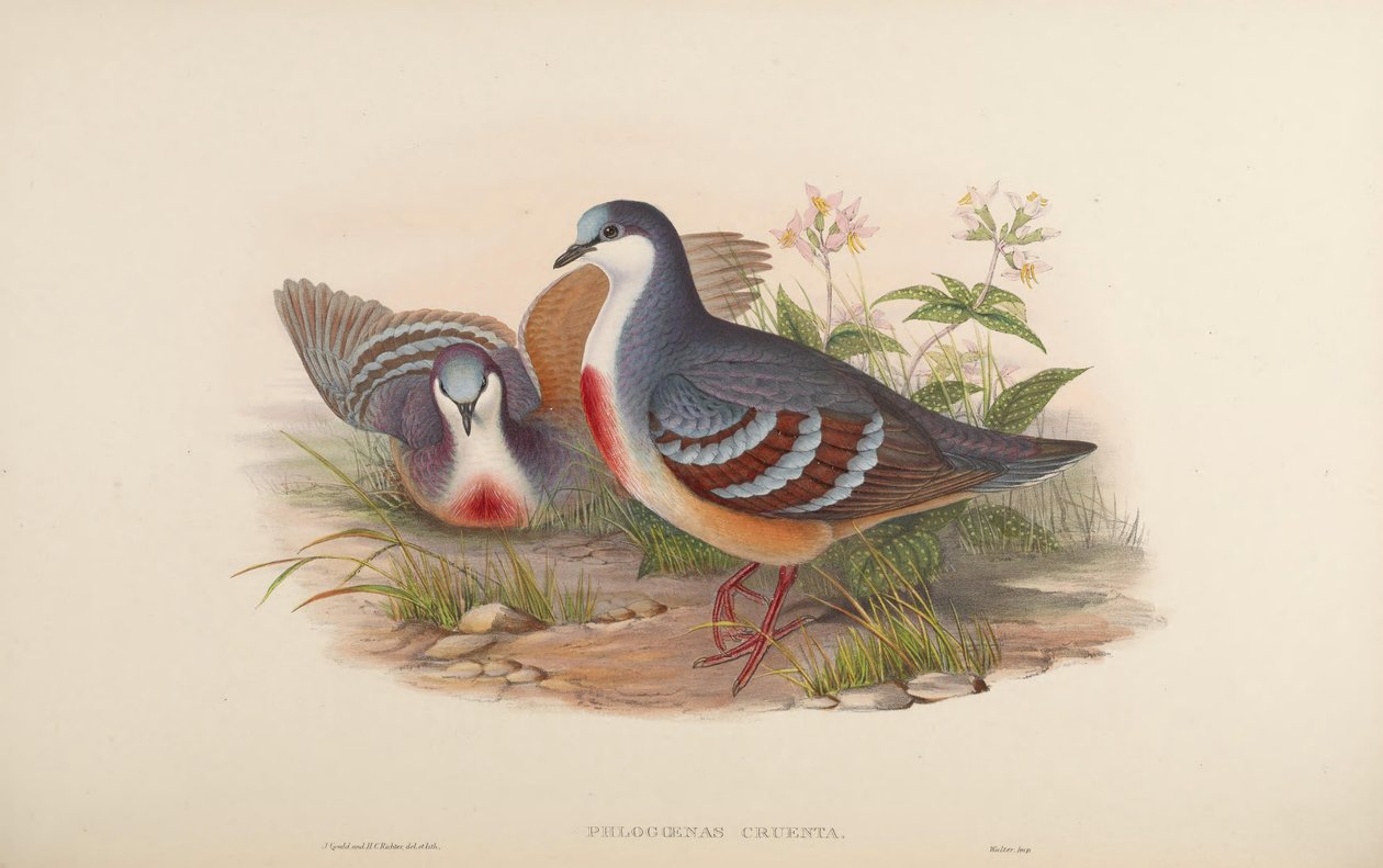 Phlogoenas cruenta = Gallicolumba luzonica tekijältä John Gould