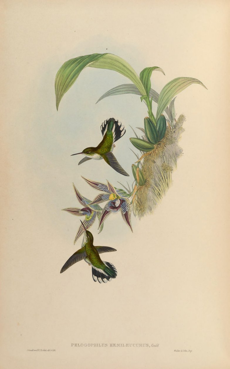 Phlogophilus hemileucurus Paphinia cristatalla (orkidea) tekijältä John Gould